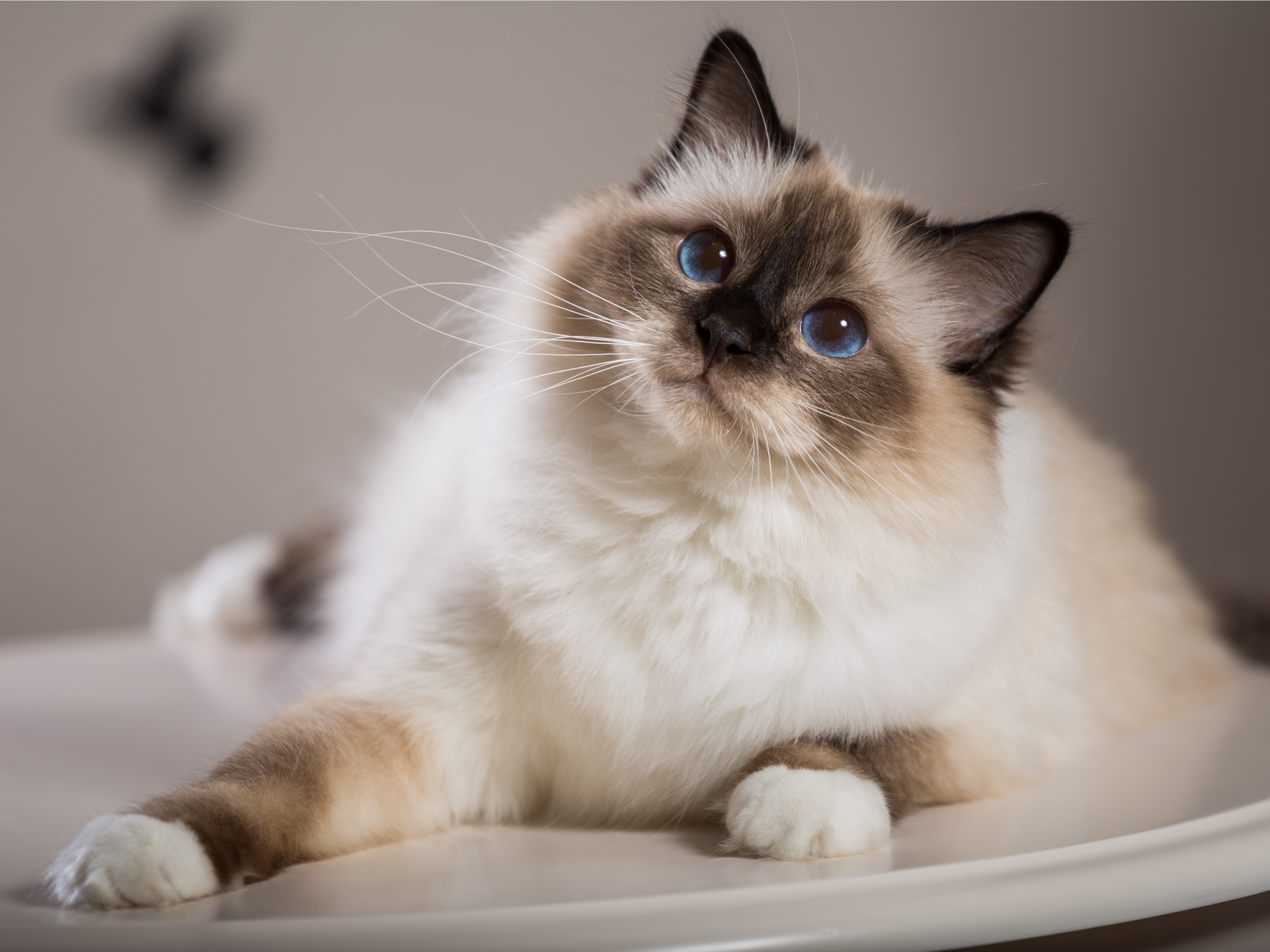 Veterinary surgical preparation