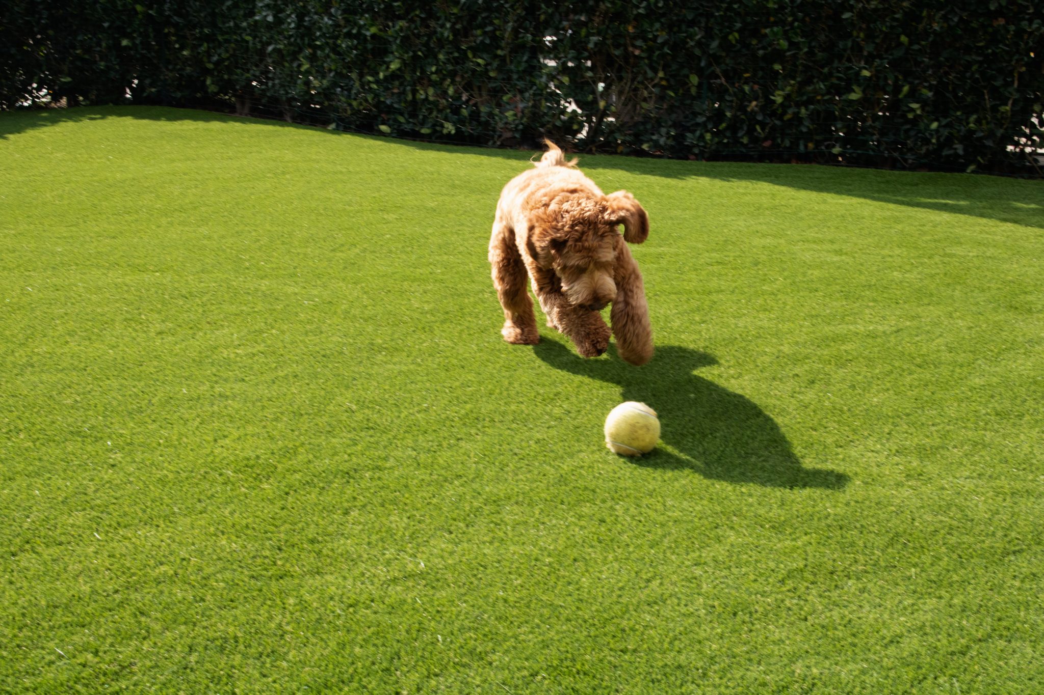 Happy dog parasite free