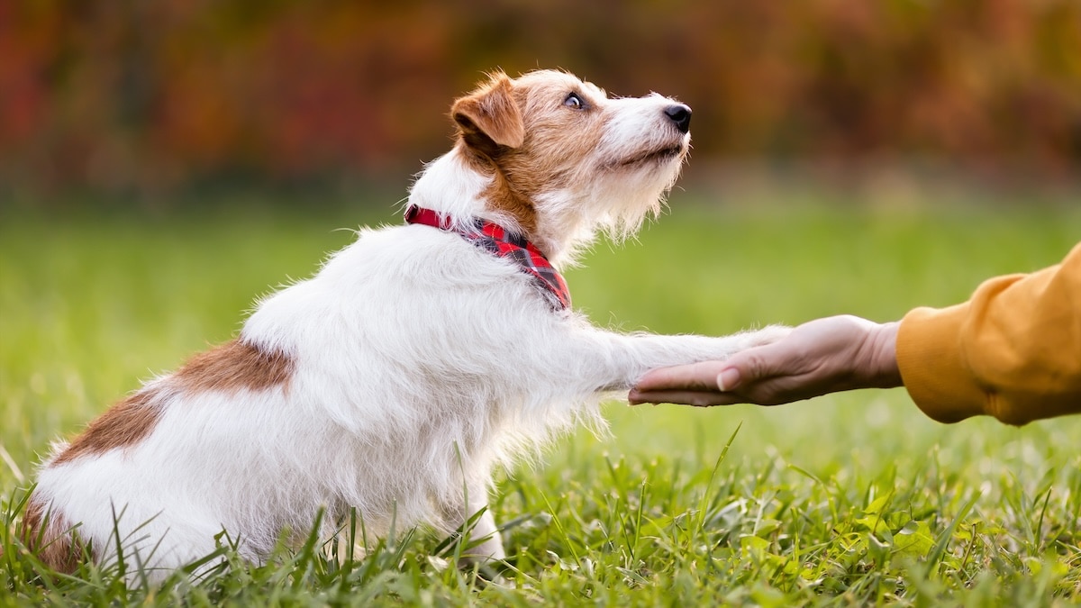 Pet Care