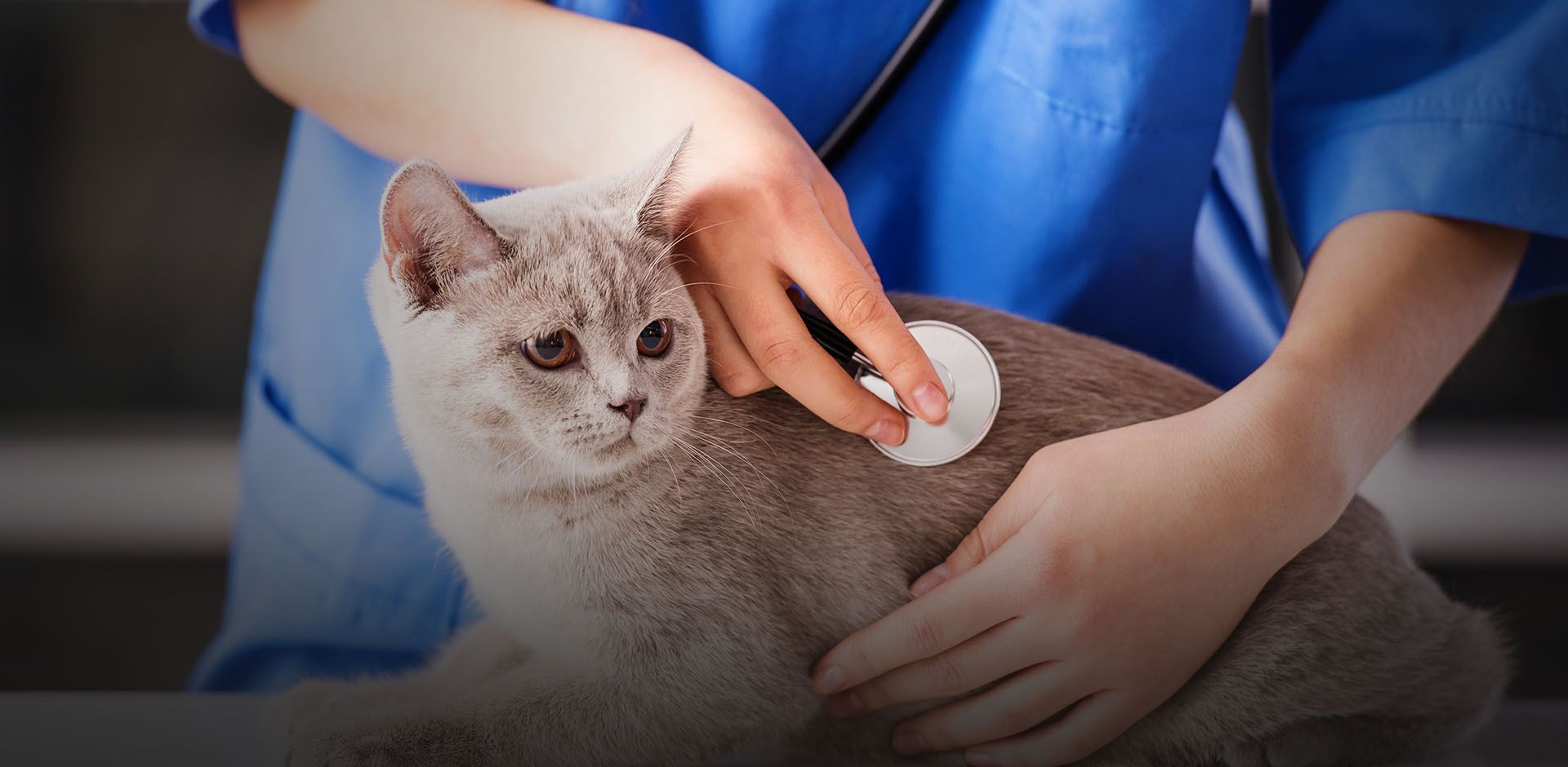 Veterinarian checking cat for parasites